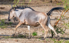 Connochaetes taurinus