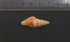Strombina recurva