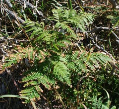 Calochlaena dubia