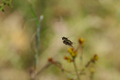 Simosyrphus grandicornis