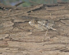 Cicada cretensis