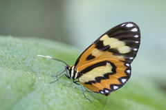 Placidina euryanassa