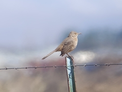 Toxostoma bendirei