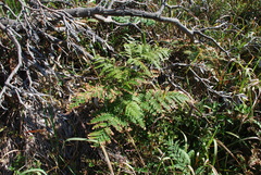 Calochlaena dubia