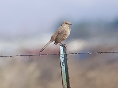 Toxostoma bendirei