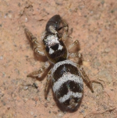 Salticus propinquus