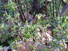 Carduelis carduelis