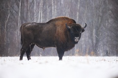 Bison bonasus
