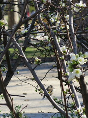 Carduelis carduelis