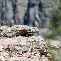 Callospermophilus lateralis