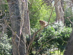 Passer domesticus