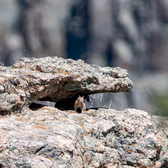 Callospermophilus lateralis