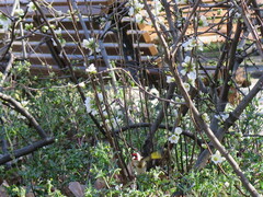 Carduelis carduelis