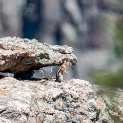 Callospermophilus lateralis