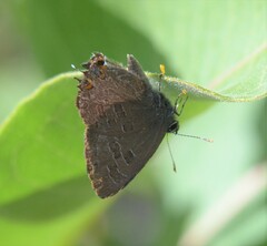 Satyrium liparops
