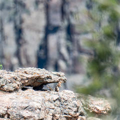 Callospermophilus lateralis