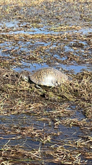 Pseudemys peninsularis