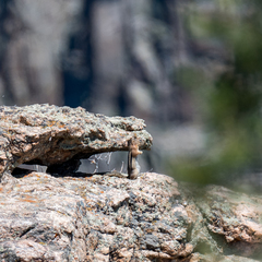 Callospermophilus lateralis