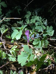 Corydalis cava
