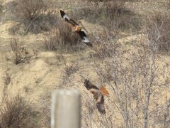 Milvus milvus milvus