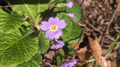 Primula vulgaris