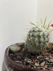 Mammillaria bombycina
