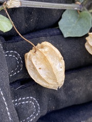 Physalis crassifolia