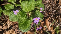 Primula vulgaris