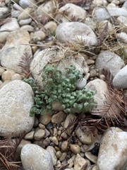 Parietaria pensylvanica