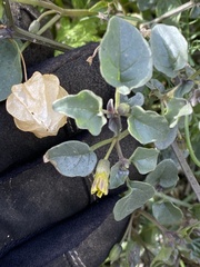 Physalis crassifolia