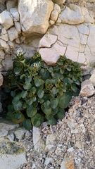 Cochlearia officinalis