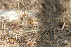 Leiolepis belliana