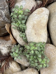 Parietaria pensylvanica