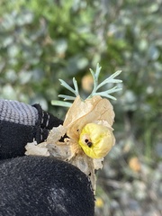 Physalis crassifolia