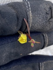 Eulobus californicus