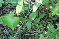 Fragaria viridis