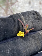 Eulobus californicus