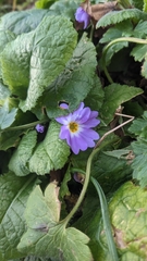 Primula vulgaris
