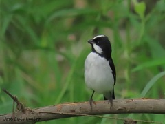 Sporophila lineola