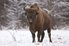 Bison bonasus