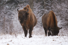 Bison bonasus