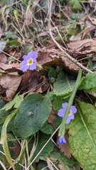 Primula vulgaris
