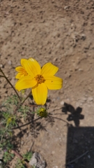 Bidens andicola