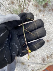 Eulobus californicus