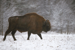 Bison bonasus