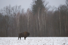 Bison bonasus