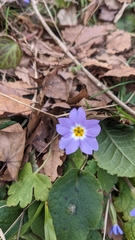 Primula vulgaris
