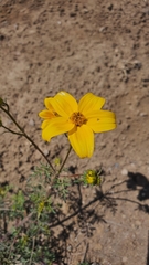 Bidens andicola