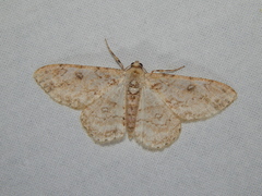 Ascotis reciprocaria