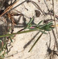 Lampranthus explanatus